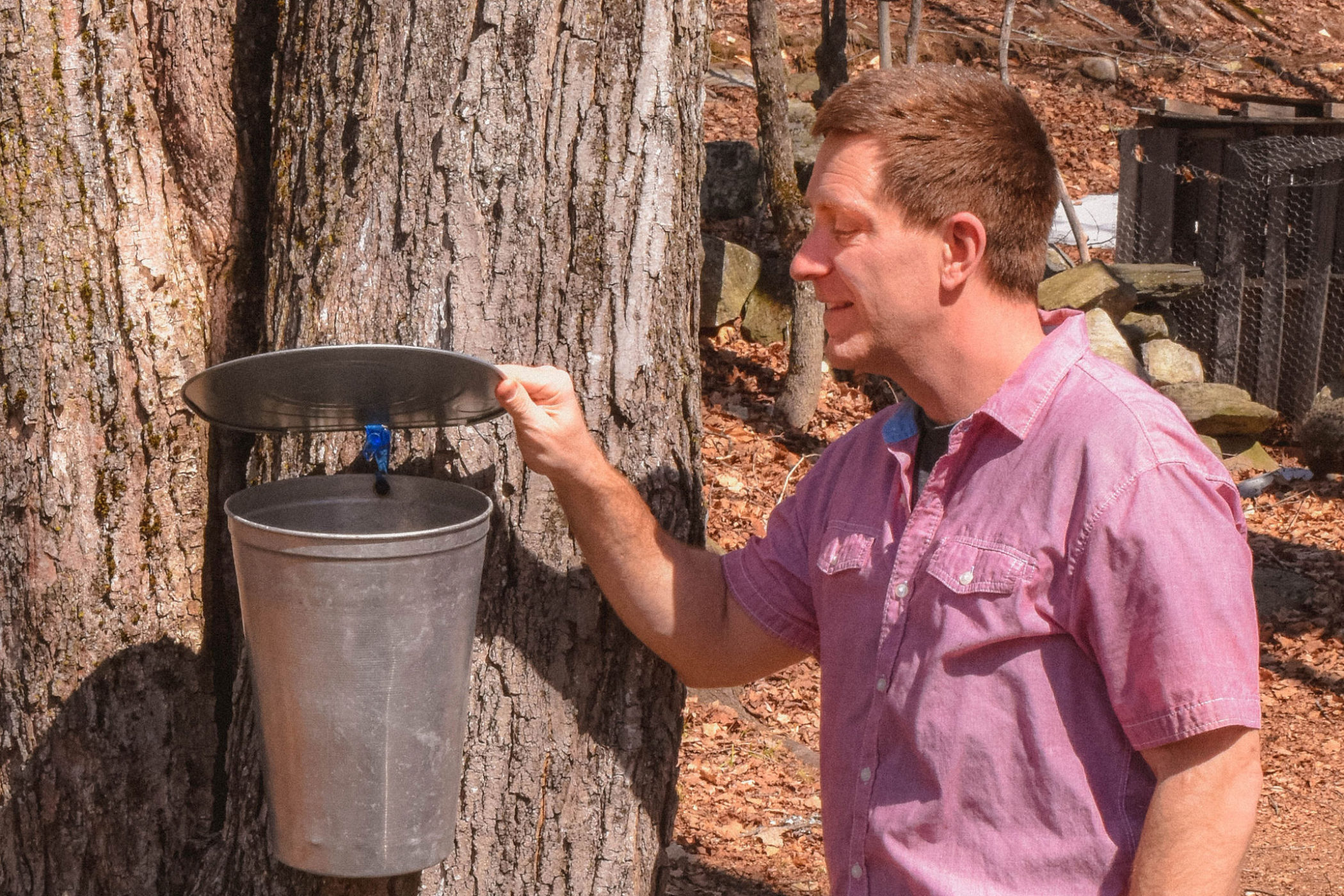 TJ Whipple checks a sap bucket on his property